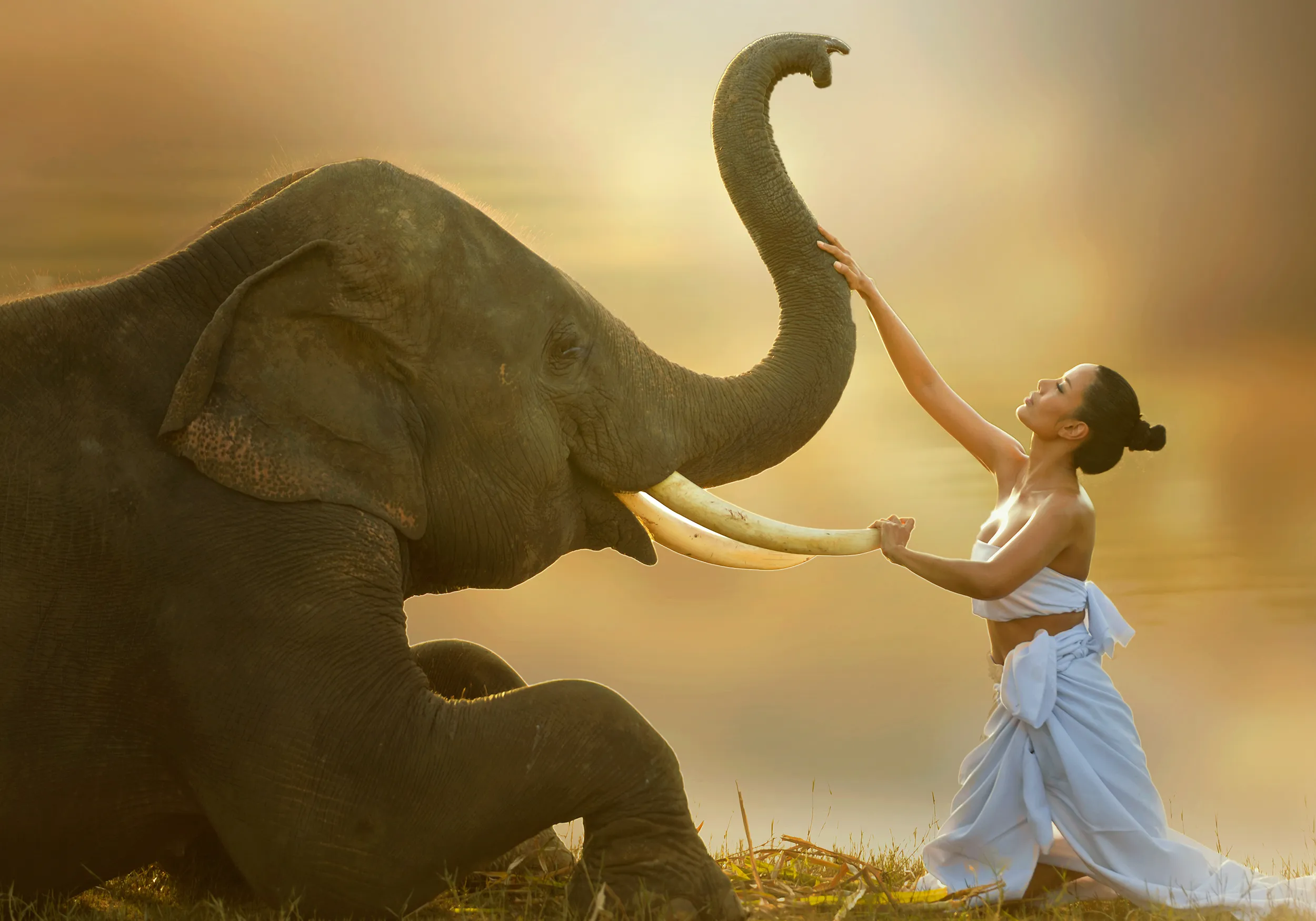 duch opiekuńczy, zwierzę mocy, szamanizm, warsztaty szamańskie, szkoła szamańska, duchy opiekuńcze